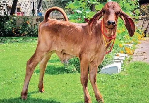 ಗಿರ್​ ತಳಿಯ ಕರು