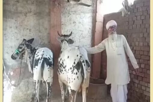 ಹಸುವಿಗೆ ಡಿಎನ್​ಎ ಟೆಸ್ಟ್​