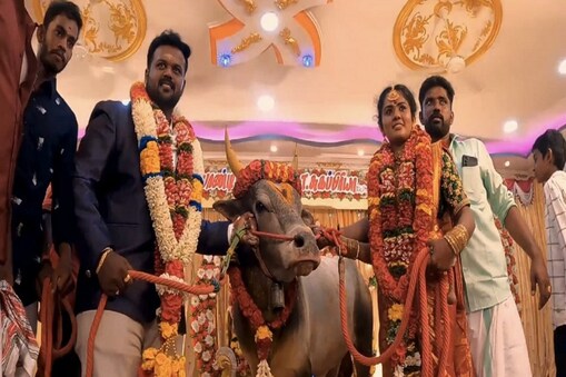 
ಜಲ್ಲಿಕಟ್ಟು ತಮಿಳುನಾಡಿನ ಸಾಂಪ್ರದಾಯಿಕ ಕ್ರೀಡೆಯಾಗಿದ್ದು, ಮದುರೈ ಭಾಗದಲ್ಲಿ ಪ್ರತಿವರ್ಷ ಆಚರಿಸುತ್ತಾರೆ. ಈ ಭಾಗದ ಬಹುತೇಕ ಗೂಳಿಗಳು ಜಲ್ಲಿಕಟ್ಟಿನಲ್ಲಿ ಭಾಗವಹಿಸುತ್ತವೆ.