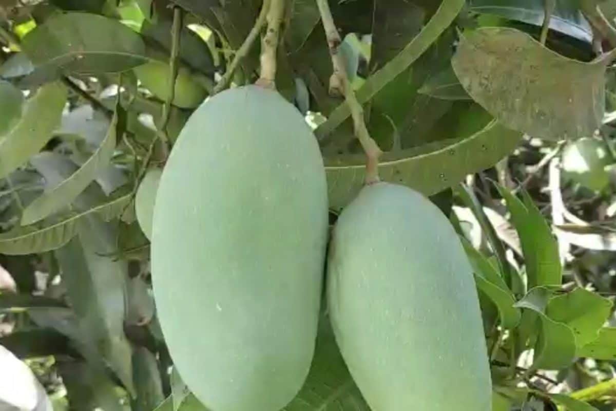 ಒಂದೇ ಮರದಲ್ಲಿ 165 ತಳಿ ಮಾವಿನ ಹಣ್ಣುಗಳನ್ನು ಬೆಳೆಸಿದ ಕೃಷಿ ಸಂಶೋಧಕ? ಇದು ಹೇಗೆ