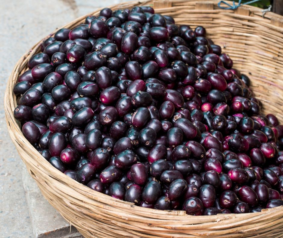 Jamun Fruit ಬಲ್ಲವನೇ ಬಲ್ಲ ನೇರಳೆ ಹಣ್ಣಿನ ಗುಣವ! ತಿಂದು ನೋಡಿ, ರೋಗ ಹೋಗುತ್ತೆ
