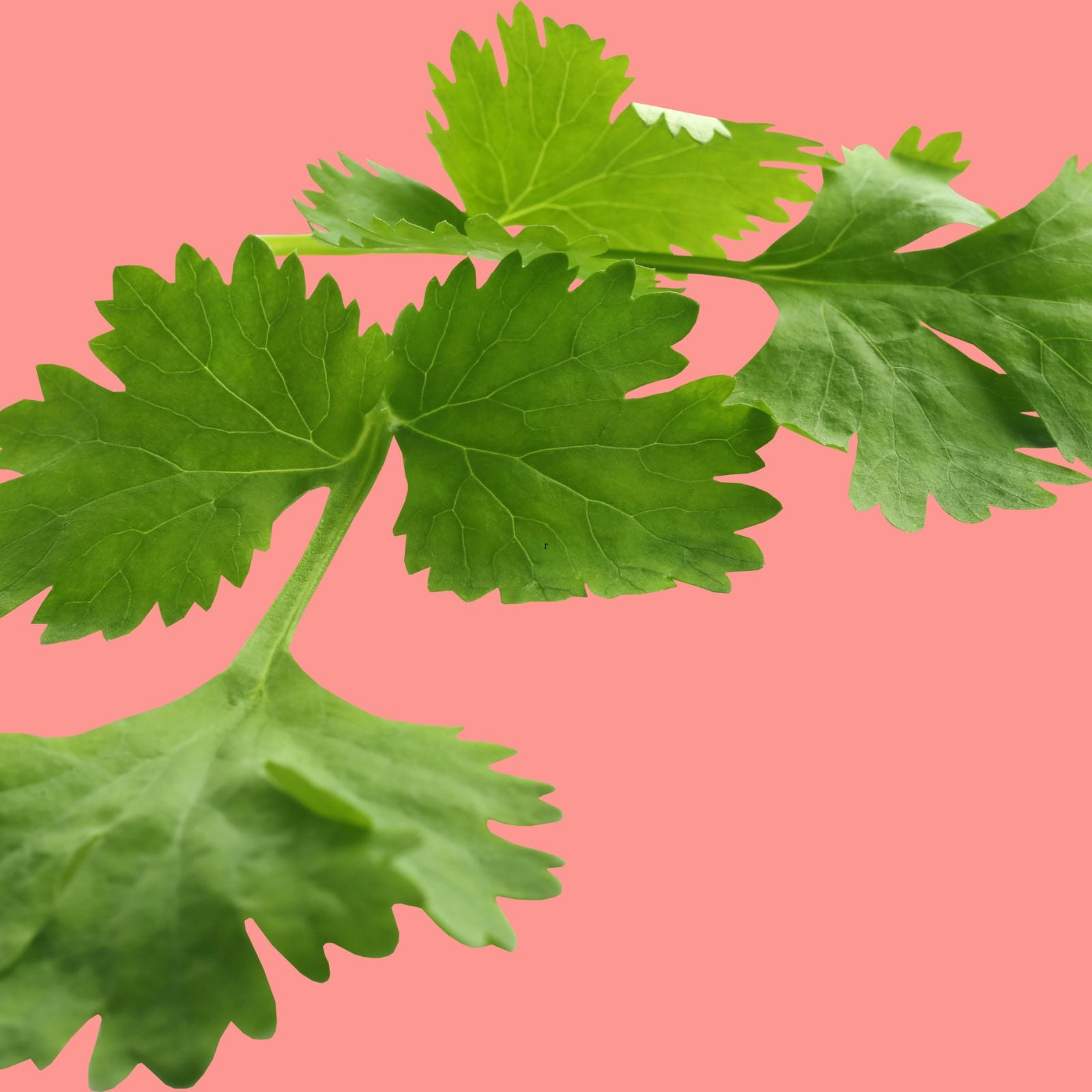 View of Coriander: ಕೊತ್ತಂಬರಿ ತಿಂದ್ರೂ ಬರುತ್ತೆ ಕಾಯಿಲೆಗಳು; ತಿನ್ನೋ ಮುನ್ನ ನೂರು ಸಲ ಯೋಚಿಸೋದು ಬೆಟರ್! | 10 ...