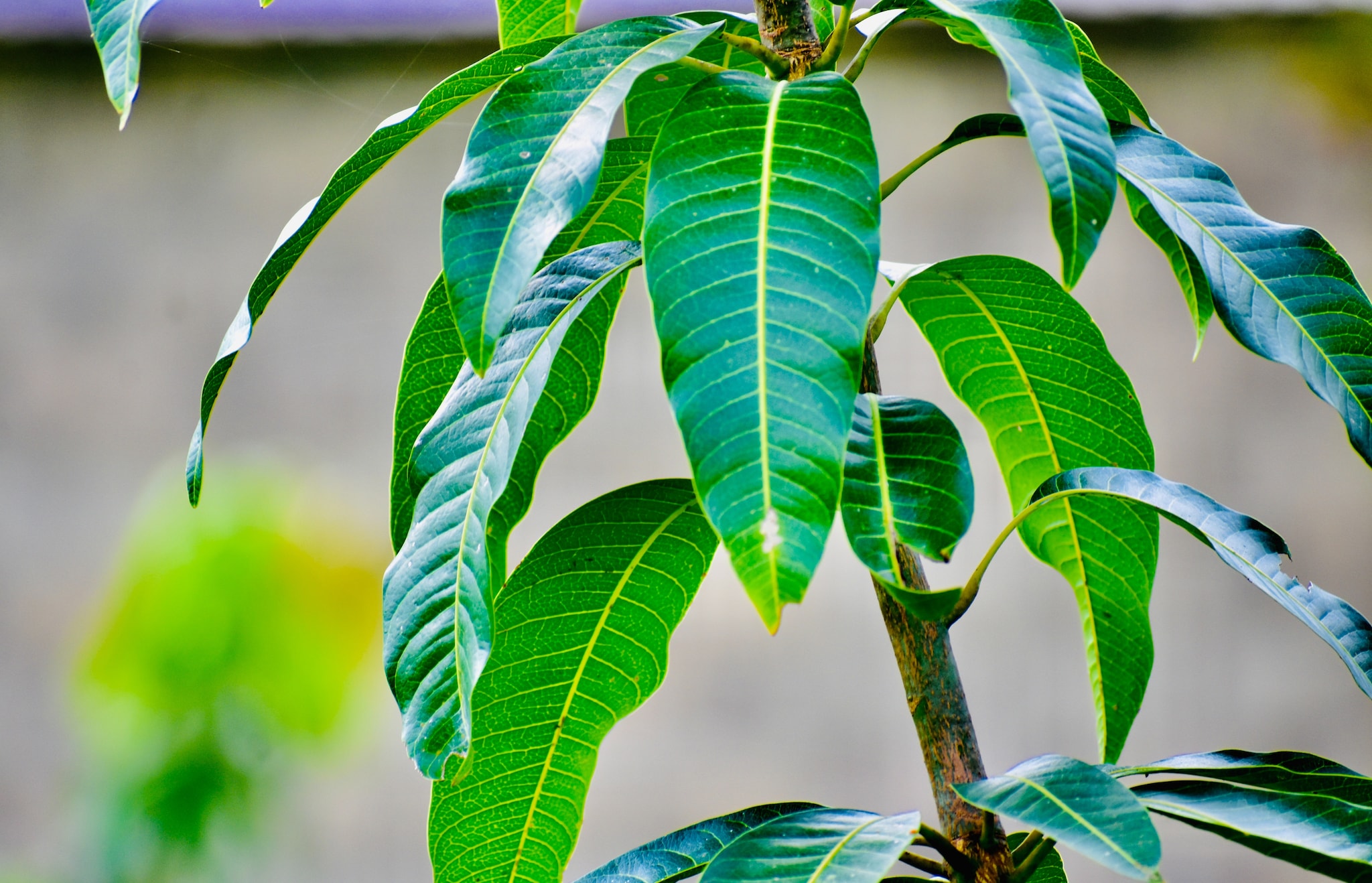 Mango String Vastu Tips: ಮನೆಯ ಆವರಣದಲ್ಲಿ ಮಾವಿನ ಮರ ನೆಡಬೇಕೇ? ಈ ಬಗ್ಗೆ ಜ್ಯೋತಿಷ್ಯ ಏನು ...