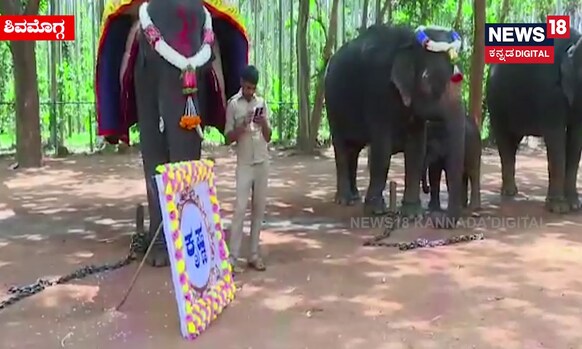 Shivamogga: ಸಕ್ರೆಬೈಲಿನಲ್ಲಿ ಆನೆಮರಿಗಳಿಗೆ ನಾಮಕರಣ, ಕ್ಯೂಟ್​ ವಿಡಿಯೋ ಇಲ್ಲಿದೆ ನೋಡಿ