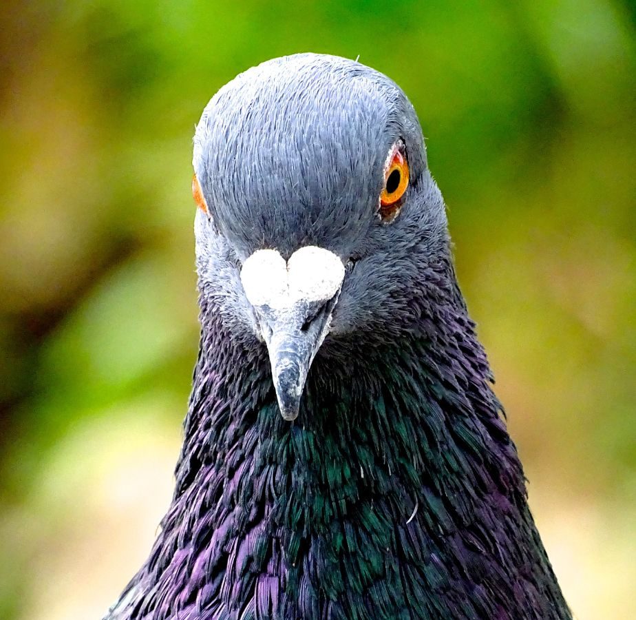 Clean Pigeon Poop ಪಾರಿವಾಳಗಳಿಂದ ಬಾಲ್ಕನಿಯಲ್ಲಾಗಿರುವ ಕೊಳಕನ್ನು ಕ್ಲೀನ್ ಮಾಡಲು
