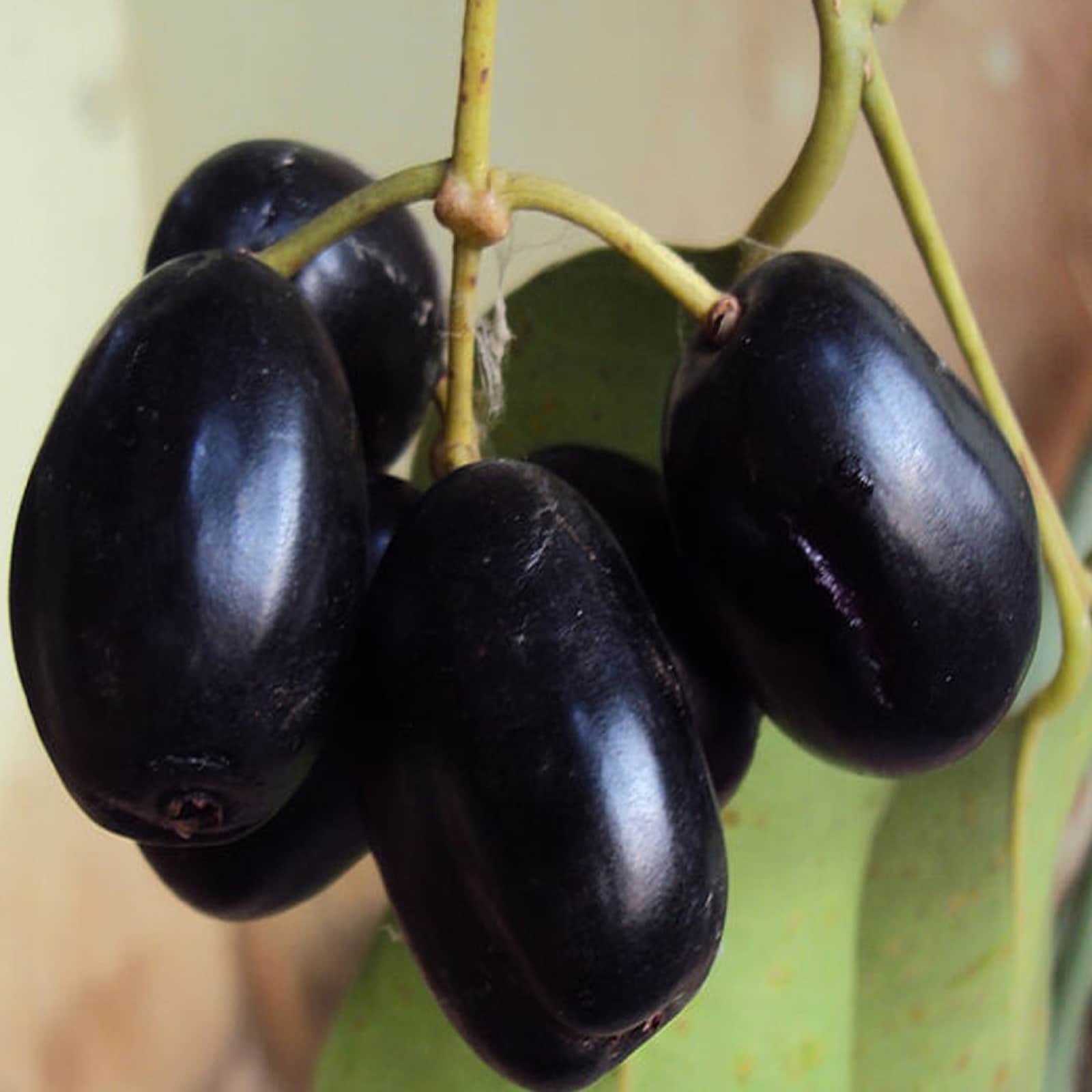 Jamun Fruit ಬಲ್ಲವನೇ ಬಲ್ಲ ನೇರಳೆ ಹಣ್ಣಿನ ಗುಣವ! ತಿಂದು ನೋಡಿ, ರೋಗ ಹೋಗುತ್ತೆ