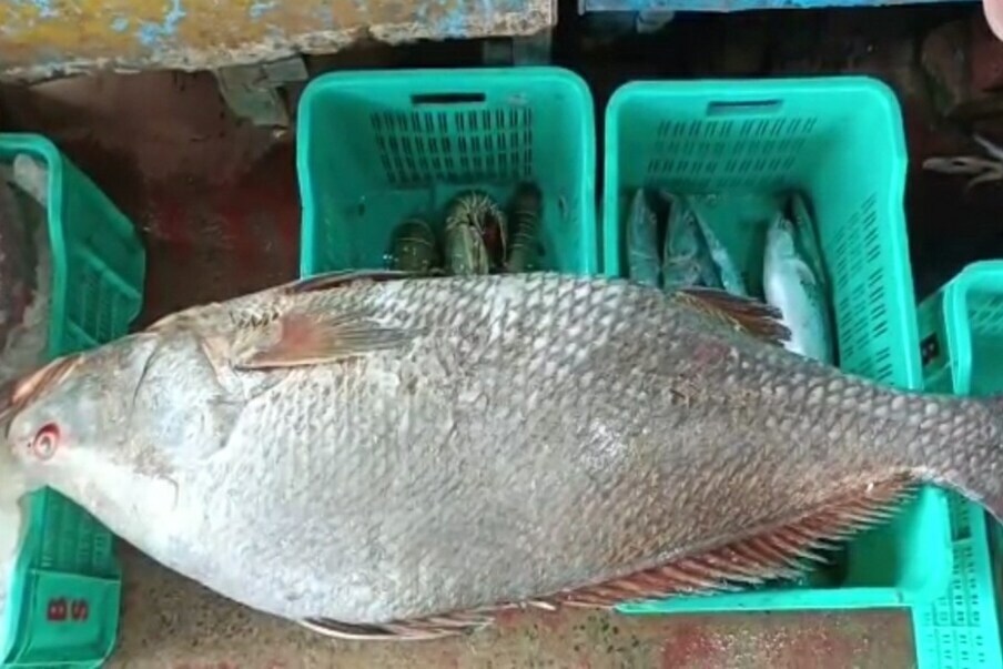 5 Lakh fish This 18 kg fish was sold for 5 lakh rupees! What is the