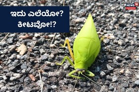Uttara Kannada News: ದೇವರಿಂದ ಗಿಫ್ಟ್ ಪಡೆದ ಮಿಡತೆ ಇದು!