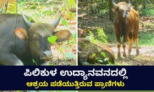 ಪಿಲಿಕುಳ ಉದ್ಯಾನವನದಲ್ಲಿ ಆಶ್ರಯ ಪಡೆಯುತ್ತಿರುವ ಕಾಡುಕೋಣಗಳು!