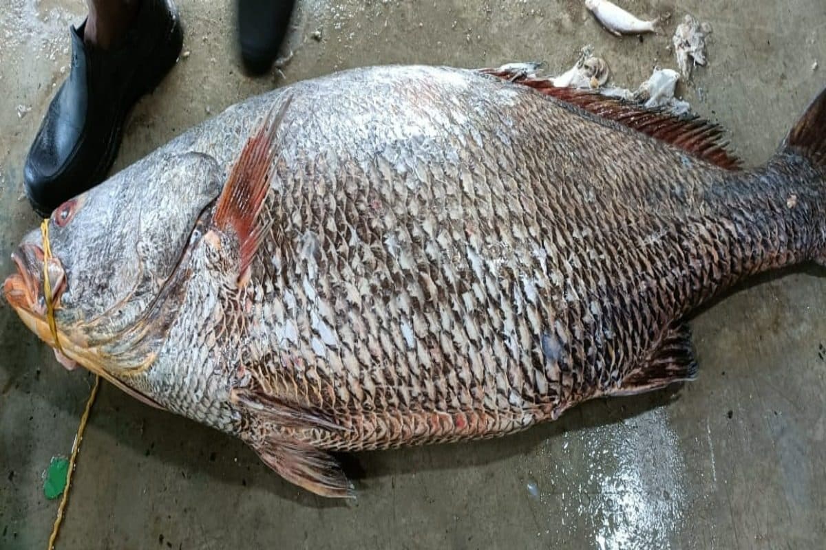 5 Lakh fish This 18 kg fish was sold for 5 lakh rupees! What is the