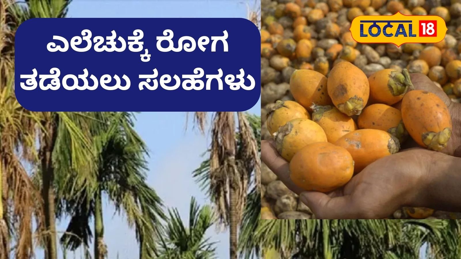 Agriculture Tips: ಅಡಿಕೆಗೆ ಎಲೆಚುಕ್ಕಿ ರೋಗ ಬರದಿರಲು ಹೀಗೆ ಮಾಡಿ, ಪರಿಣಿತರ ಸಲಹೆ ...