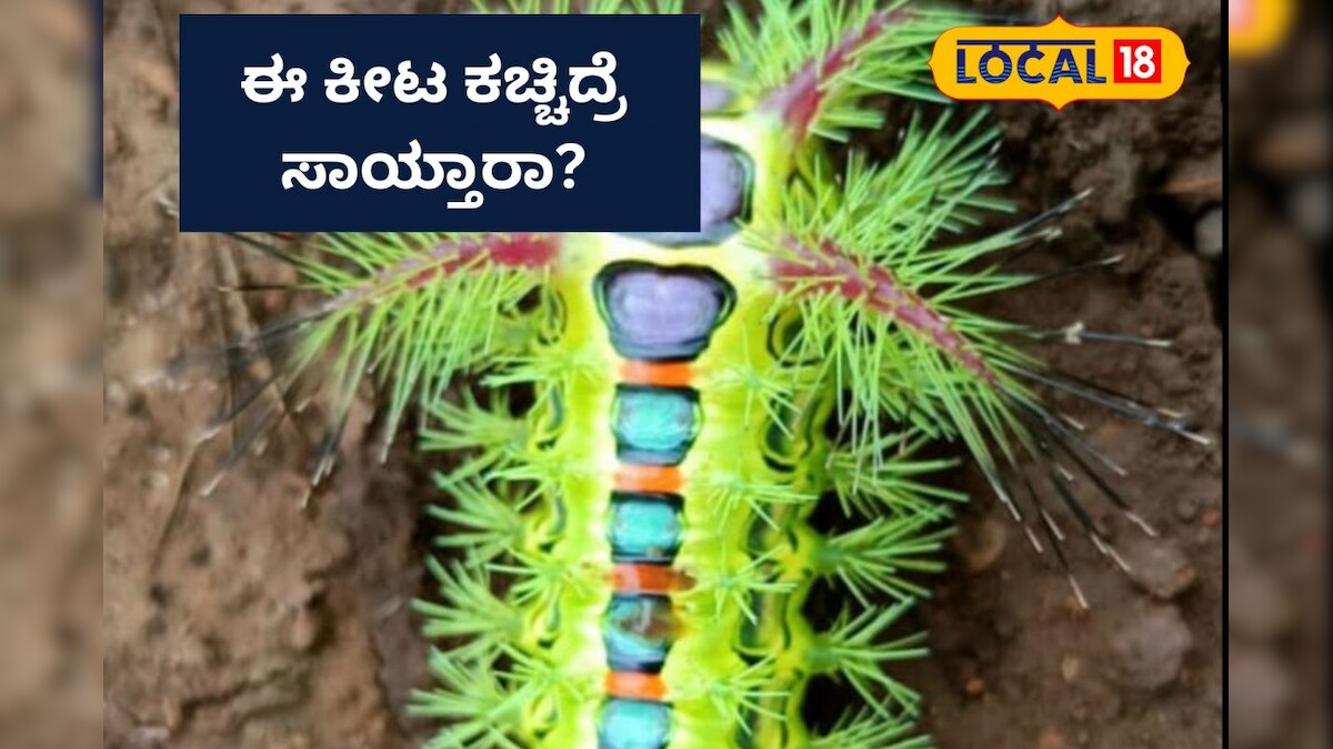Kedchal Insect Fact Check: ಈ ಕೀಟ ಕಚ್ಚಿದ್ರೆ ಸತ್ತೇ ಹೋಗ್ತಾರೆ! ವದಂತಿ ಹಿಂದಿನ ಸತ್ಯವಿದು ...
