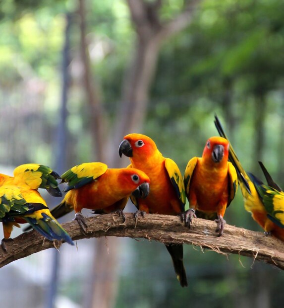 Indian Birds: ಭಾರತದಲ್ಲಿ ಎಷ್ಟು ಜಾತಿಯ ಪಕ್ಷಿಗಳಿವೆ ಗೊತ್ತಾ ...