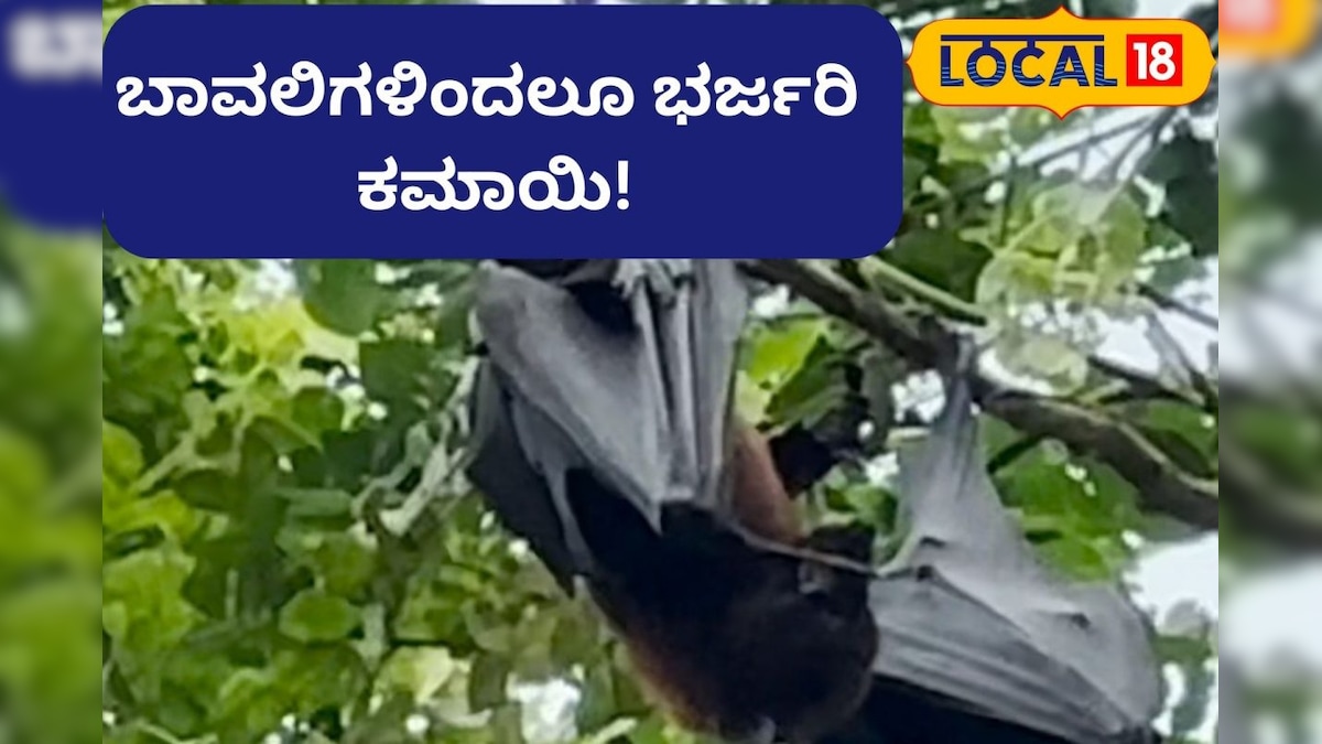 From Bats ಬಾವಲಿಗಳಿಂದ ಪ್ರತಿದಿನ ಸಾವಿರಾರು ರೂಪಾಯಿ ಆದಾಯ