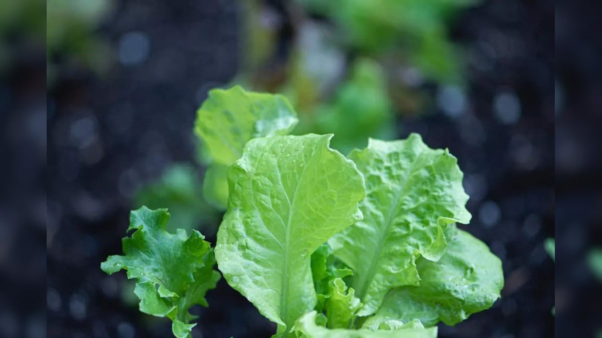 Lettuce: ಈ ಎಲೆ ಒಂದಿದ್ರೆ ಸಾಕು, ಯಾವ ಕಾಯಿಲೆ ಕೂಡ ನಿಮ್ಮ ಹತ್ತಿರ ಬರೋದಿಲ್ಲ ...