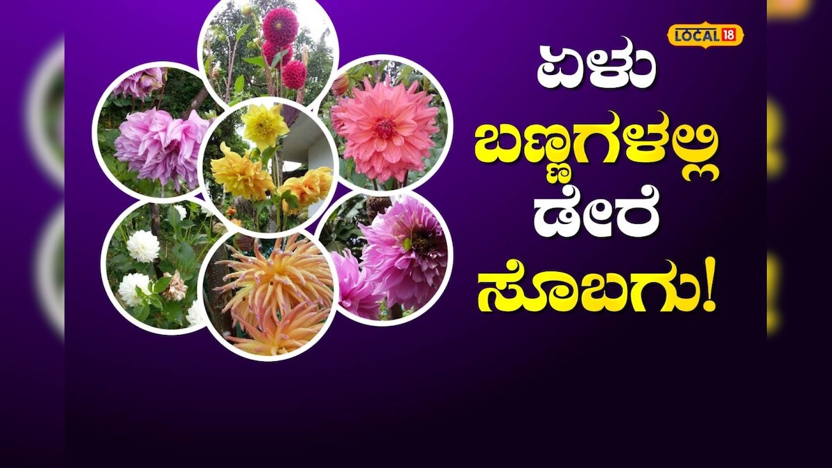 ಏಳು ಬಣ್ಣಗಳ ಡೇರೆ ಹೂ ಬೆಳೆದ ಯುವಕ; ಮನೆ ಸುತ್ತಲೂ ಕಲರ್‌ಫುಲ್‌ ರಂಗು! – News18 ಕನ್ನಡ