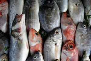 Monster Fish: 7 ಅಡಿ ಉದ್ದದ, 200 ಕೆಜಿ ತೂಕದ ದೈತ್ಯಾಕಾರದ ಮೀನು! ಬೆಲೆ ಕೇಳಿದ್ರೆ ಬೆಚ್ಚಿಬೀಳ್ತೀರಾ Monster Fish: 7 ಅಡಿ ಉದ್ದದ, 200 ಕೆಜಿ ತೂಕದ ದೈತ್ಯಾಕಾರದ ಮೀನು! ಬೆಲೆ ಕೇಳಿದ್ರೆ ಬೆಚ್ಚಿಬೀಳ್ತೀರಾ