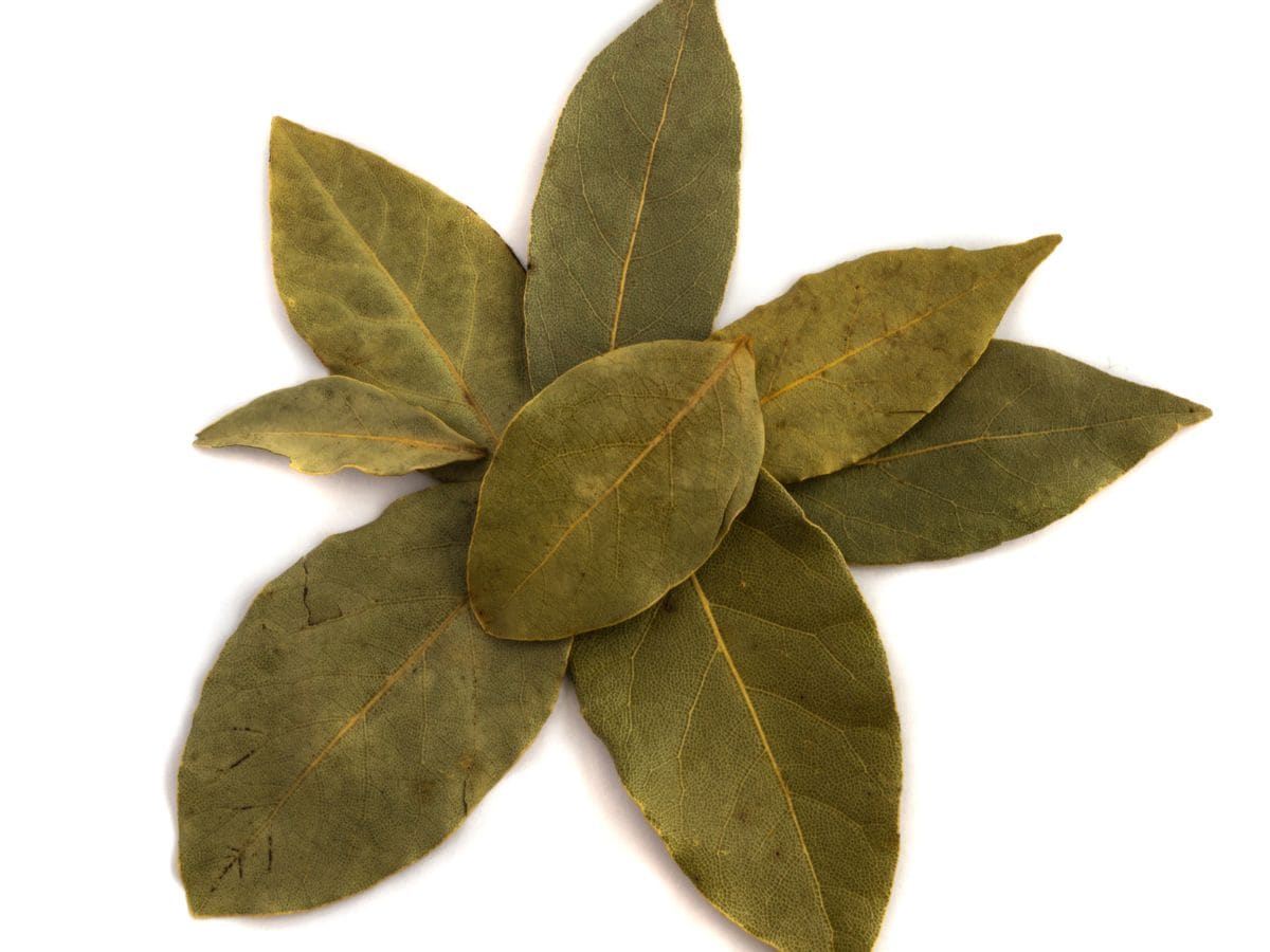 potential health benefits of bay leaf tea ಬಿರಿಯಾನಿ ಎಲೆ ಟೀ