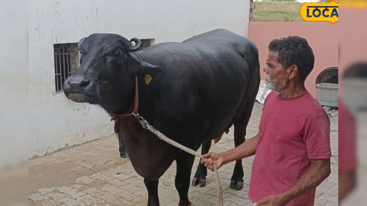 Costly Buffalo: ಫಾರ್ಚುನರ್, ಥಾರ್ ಕಾರಿಗಿಂತ ದುಬಾರಿ ಮೂರು ವರ್ಷದ ಈ ಎಮ್ಮೆ ...