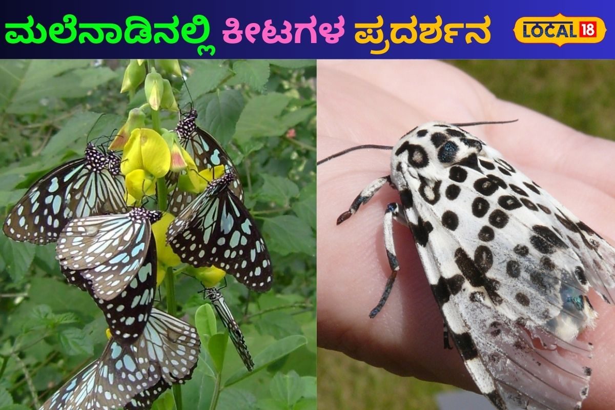 Cheevidu Insect Chikkamagaluru News: ತೇಜಸ್ವಿ ಪ್ರತಿಷ್ಠಾನದಲ್ಲಿ ಕೀಟಗಳ ಪ್ರದರ್ಶನ; ಕಂಡು ...