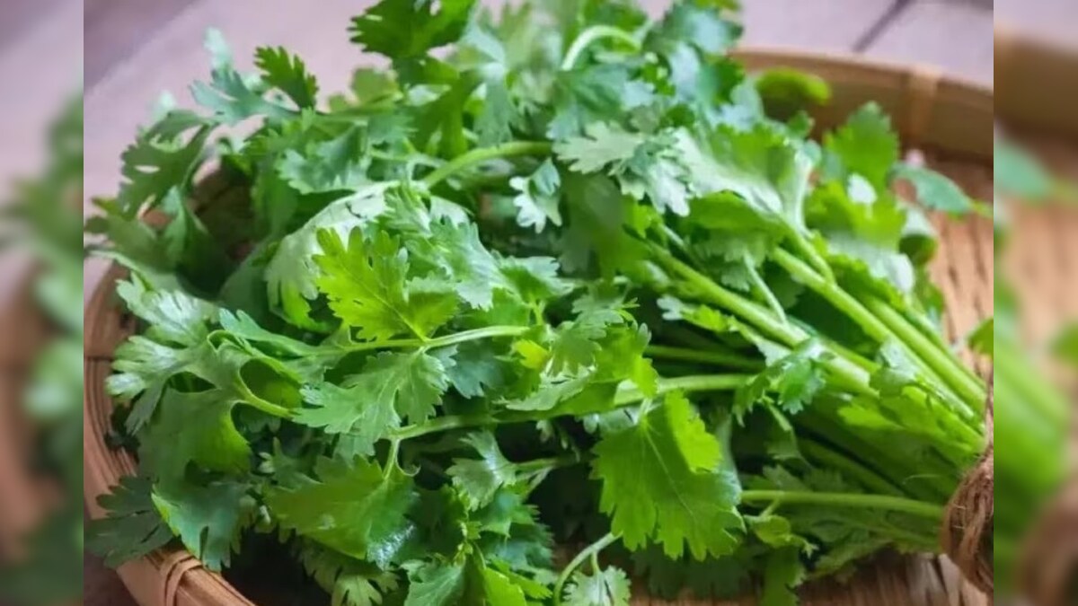 Coriander LeavesHealthcare ಕೊತ್ತಂಬರಿ ಸೊಪ್ಪನ್ನು ಹೀಗೆ ತಿಂದ್ರೆ ಯಾವ ರೋಗವೂ ನಿಮ್ಮತ್ತ ಸುಳಿಯಲ್ಲ!