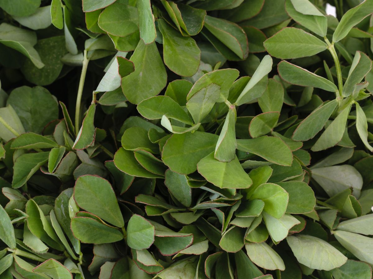 ಕಹಿಯಾಗಿದ್ದರೂ ಮೆಂತ್ಯ ಸೊಪ್ಪಿನಲ್ಲಿ ಅಡಗಿದೆ ಈ ಅದ್ಭುತ ಆರೋಗ್ಯ ಪ್ರಯೋಜನಗಳು! 5