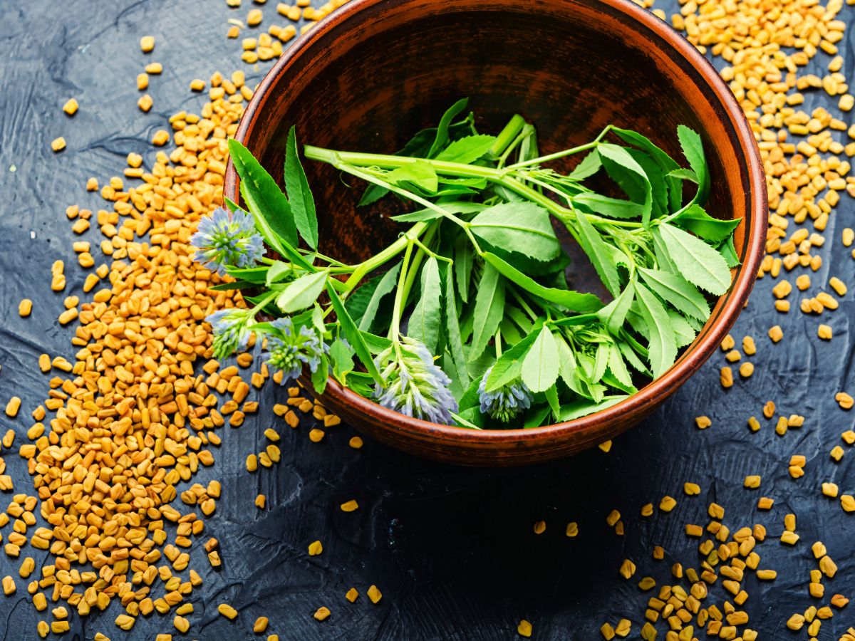 ಕಹಿಯಾಗಿದ್ದರೂ ಮೆಂತ್ಯ ಸೊಪ್ಪಿನಲ್ಲಿ ಅಡಗಿದೆ ಈ ಅದ್ಭುತ ಆರೋಗ್ಯ ಪ್ರಯೋಜನಗಳು! 5