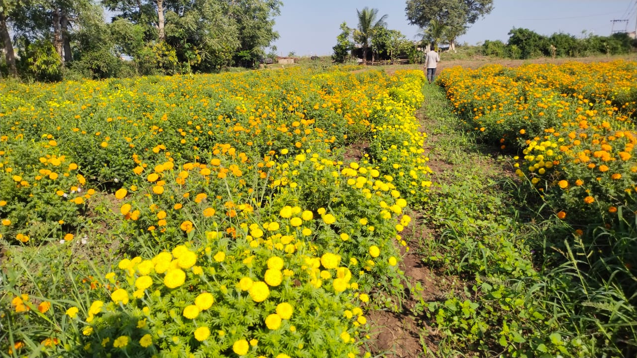 Marigold Flower ಚೆಂಡು ಹೂವಿನಿಂದ ಬಂಪರ್! 3 ಎಕರೆಯಲ್ಲಿ 6 ಲಕ್ಷ