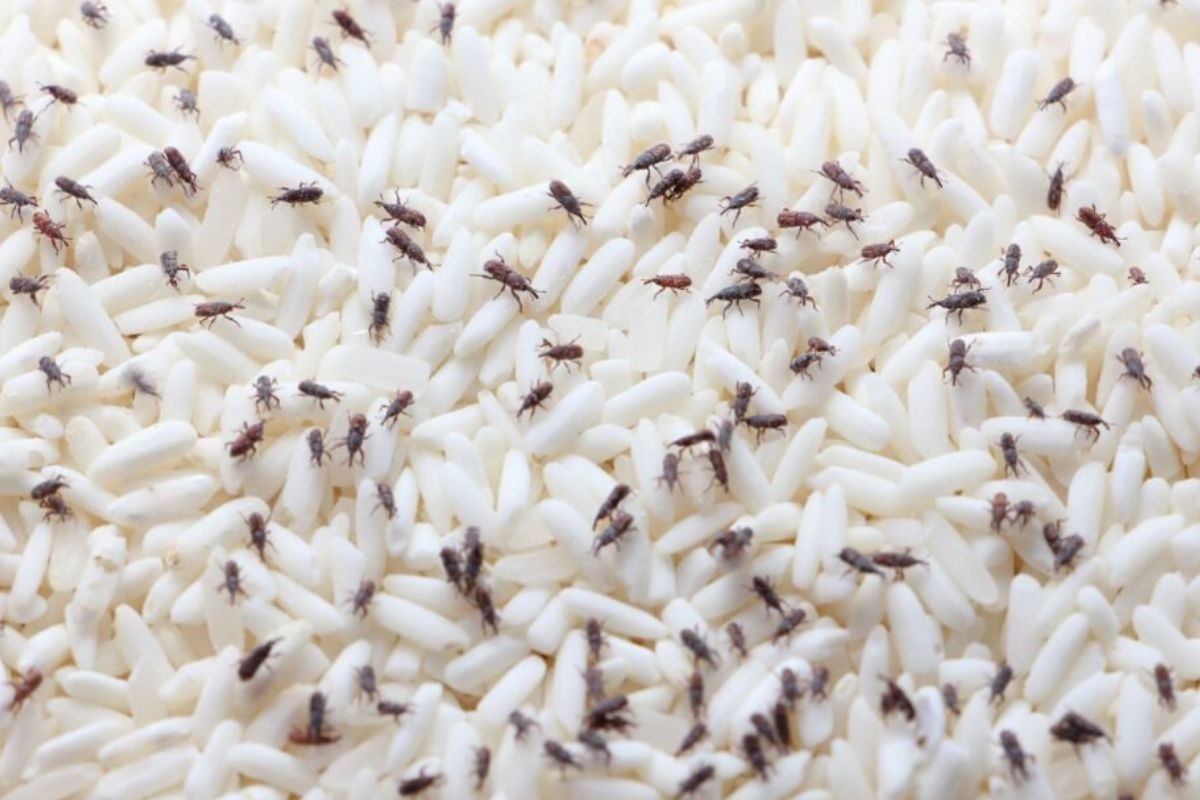 ಹುಳುಗಳಿರುವ ಅಕ್ಕಿಯನ್ನು ಹೀಗೆ ಸುಲಭವಾಗಿ ಸ್ವಚ್ಛಗೊಳಿಸಿ! | simple method of ...