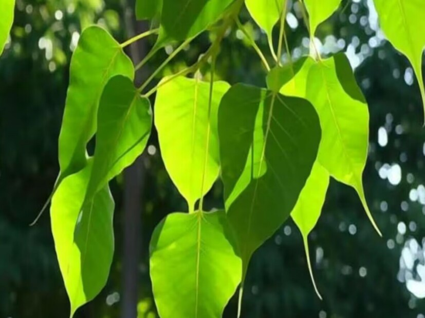 Health Tips peepal tree amazing medicine health benefits home-remedies ...