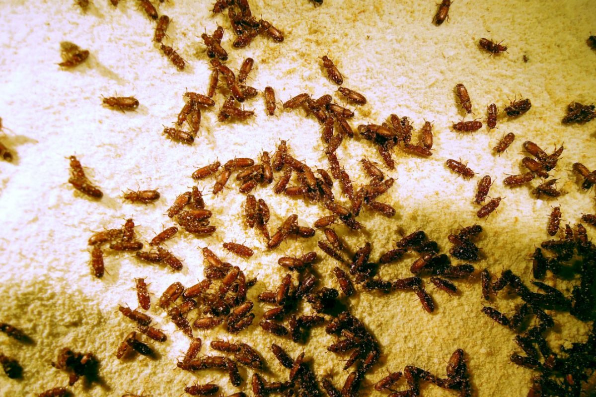Greasy Bugs Examples ಡಬ್ಬದಲ್ಲಿಟ್ಟಿದ್ದ ಹಿಟ್ಟಿನೊಳಗೆ ಹುಳಗಳು ಸೇರಿಕೊಂಡಿದ್ಯಾ? ಹೀಗೆ ಮಾಡಿ ಹುಳಗಳೆಲ್ಲಾ ...