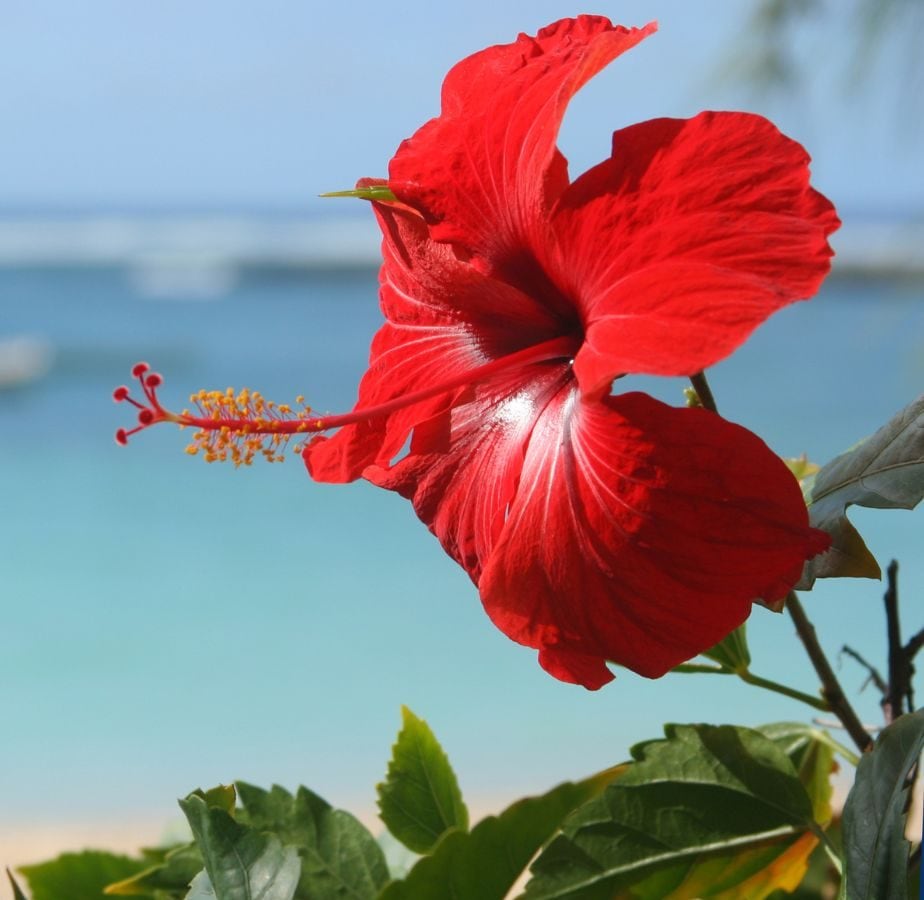 Hibiscus Vastu ಈ ದಿಕ್ಕಿನಲ್ಲಿ ದಾಸವಾಳ ಗಿಡ ಇದ್ರೆ ಎಲ್ಲದರಲ್ಲೂ ಸಕ್ಸಸ್ ಫಿಕ್ಸ್ plant hibiscus in this
