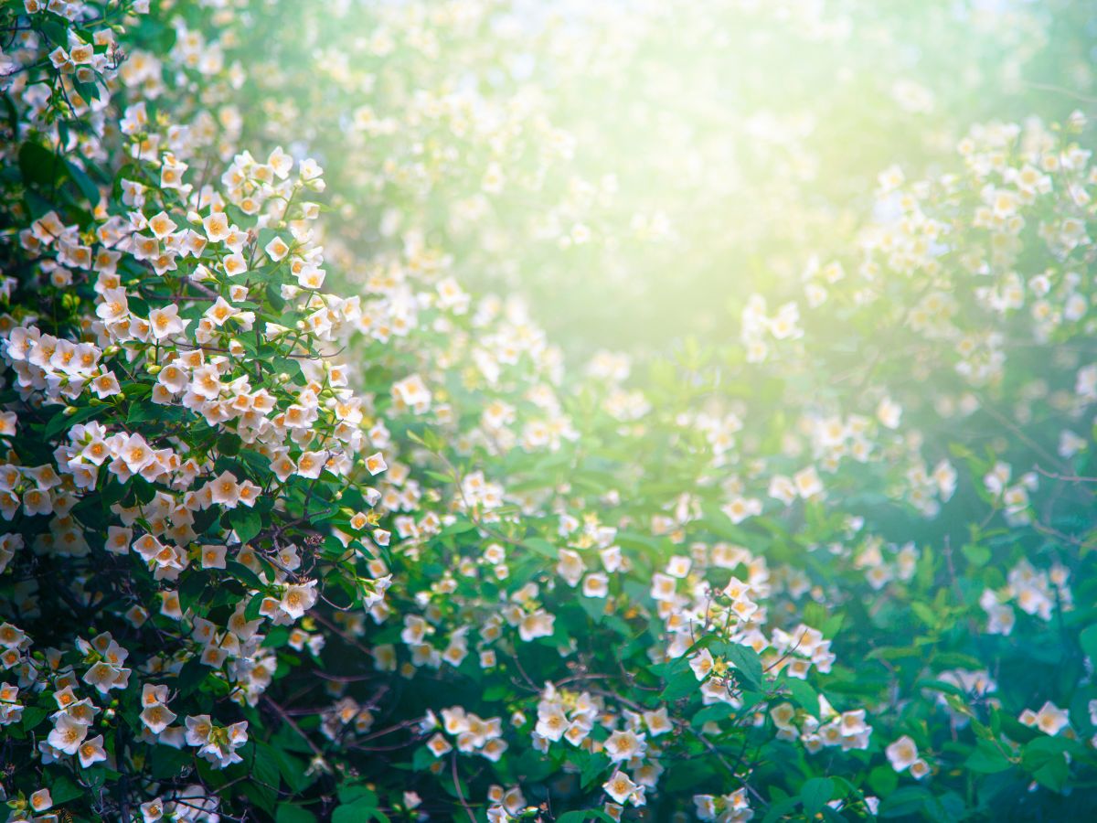 Fresh Flowers ಫ್ರಿಜ್ ಇಲ್ಲದೇ ಇದ್ರೂ ಹೂವನ್ನು ಫ್ರೆಶ್ಶಾಗಿಡ್ಬೇಕಾ? ಹಾಗಾದ್ರೆ
