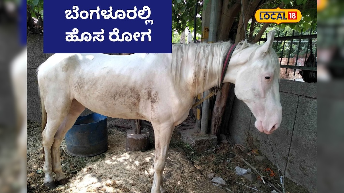 Glanders Disease: ಬೆಂಗಳೂರಿನ ಕುದುರೆಯಲ್ಲಿ ಗ್ಲಾಂಡರ್ಸ್ ರೋಗ ಪತ್ತೆ | Glanders ...