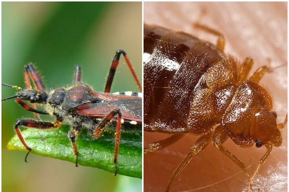 Obnoxious Insects Dangerous Insects:ಈ ಕೀಟಗಳು ಹಾವುಗಳಿಗಿಂತ ಡೇಂಜರ್, ಇವುಗಳಿಂದ ದೂರವಿದ್ದಷ್ಟು ...