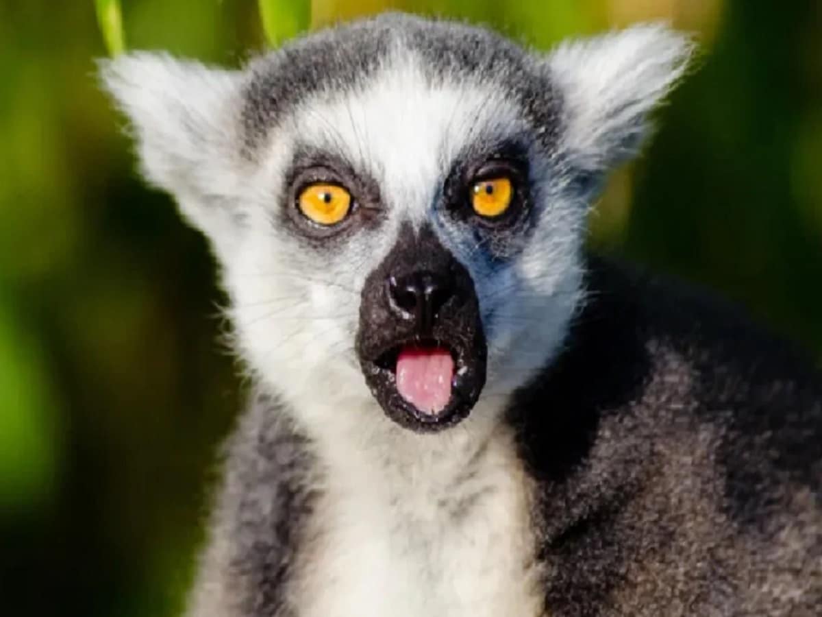 Two Tongue Animal: ವಿಶ್ವದಲ್ಲಿ 2 ನಾಲಿಗೆ ಇರುವ ಏಕೈಕ ಪ್ರಾಣಿ ಇದು! ಈ ಜೀವಿ ...