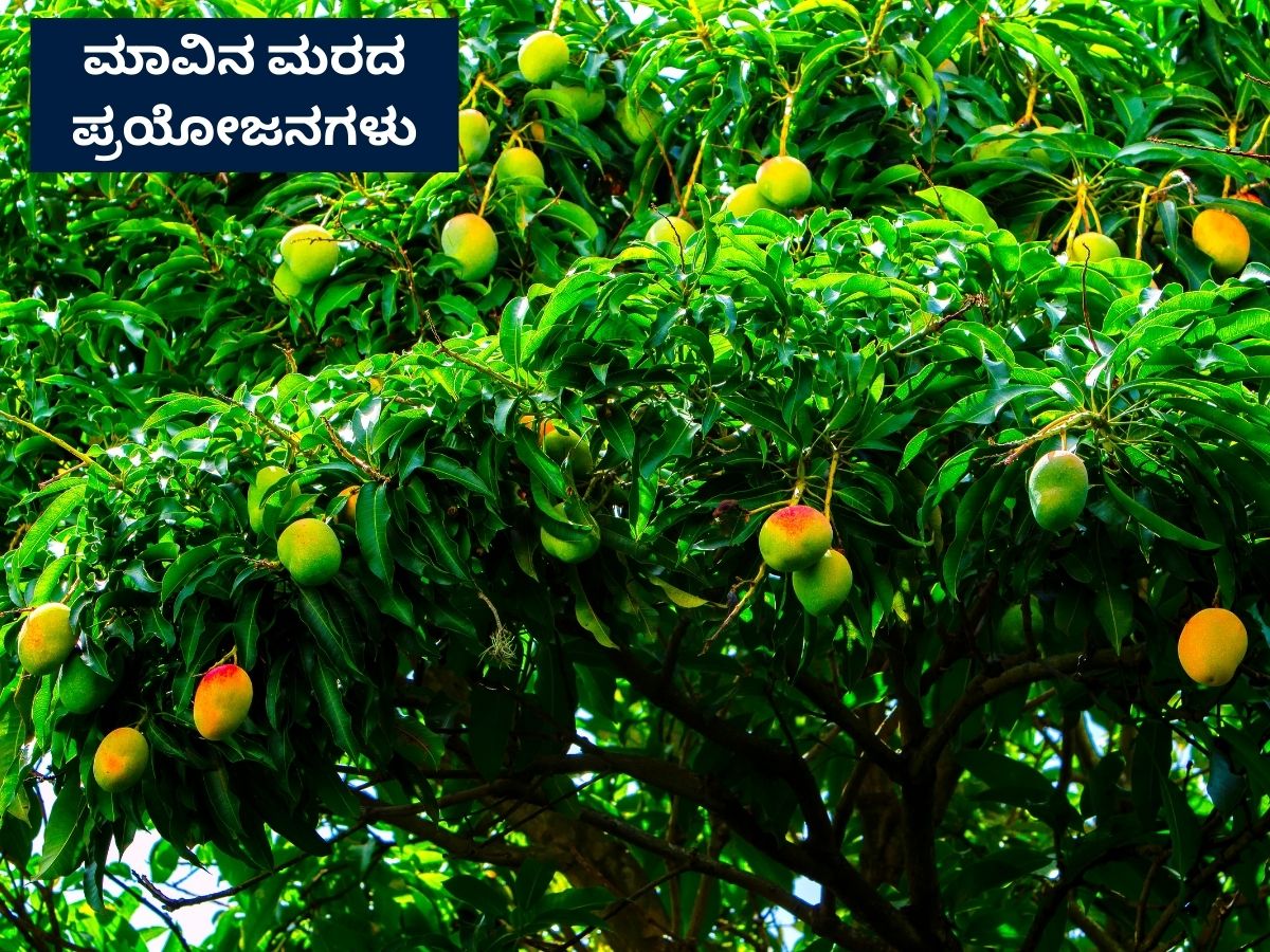 Mango Tree Vastu: ಮನೆಯಲ್ಲಿ ಮಾವಿನ ಮರ ಇದ್ರೆ ಕೆಟ್ಟದ್ಧಾಗುತ್ತಾ? ಇಲ್ಲಿದೆ ...
