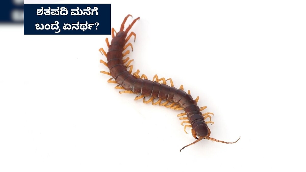 Centipede: ಮನೆಯ ಈ ಭಾಗದಲ್ಲಿ ಜರಿ ಹುಳು ಕಂಡ್ರೆ ಅದೃಷ್ಟವಂತೆ, ಇಲ್ಲಿದೆ ನಾನಾ ...