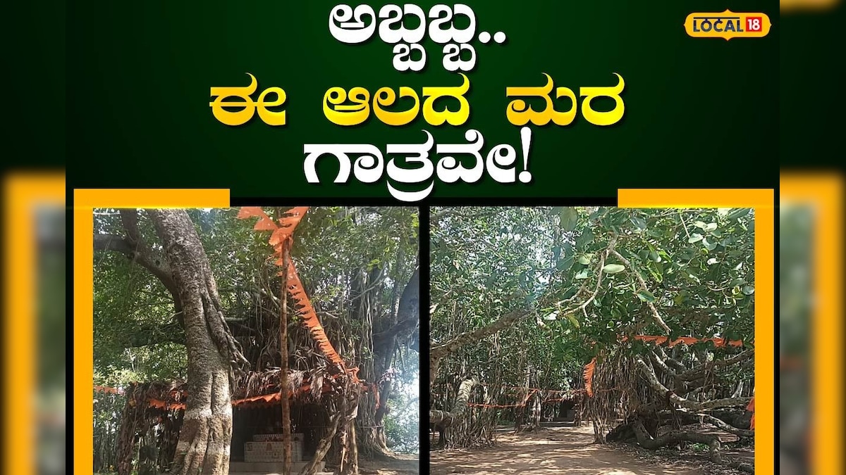 Banyan Tree: ಮುಂಡಗೋಡದಲ್ಲಿದೆ 2 ಎಕರೆ ವಿಸ್ತಾರದಲ್ಲಿ ಚಾಚಿಕೊಂಡಿರುವ ಈ ಬೃಹತ್ ...
