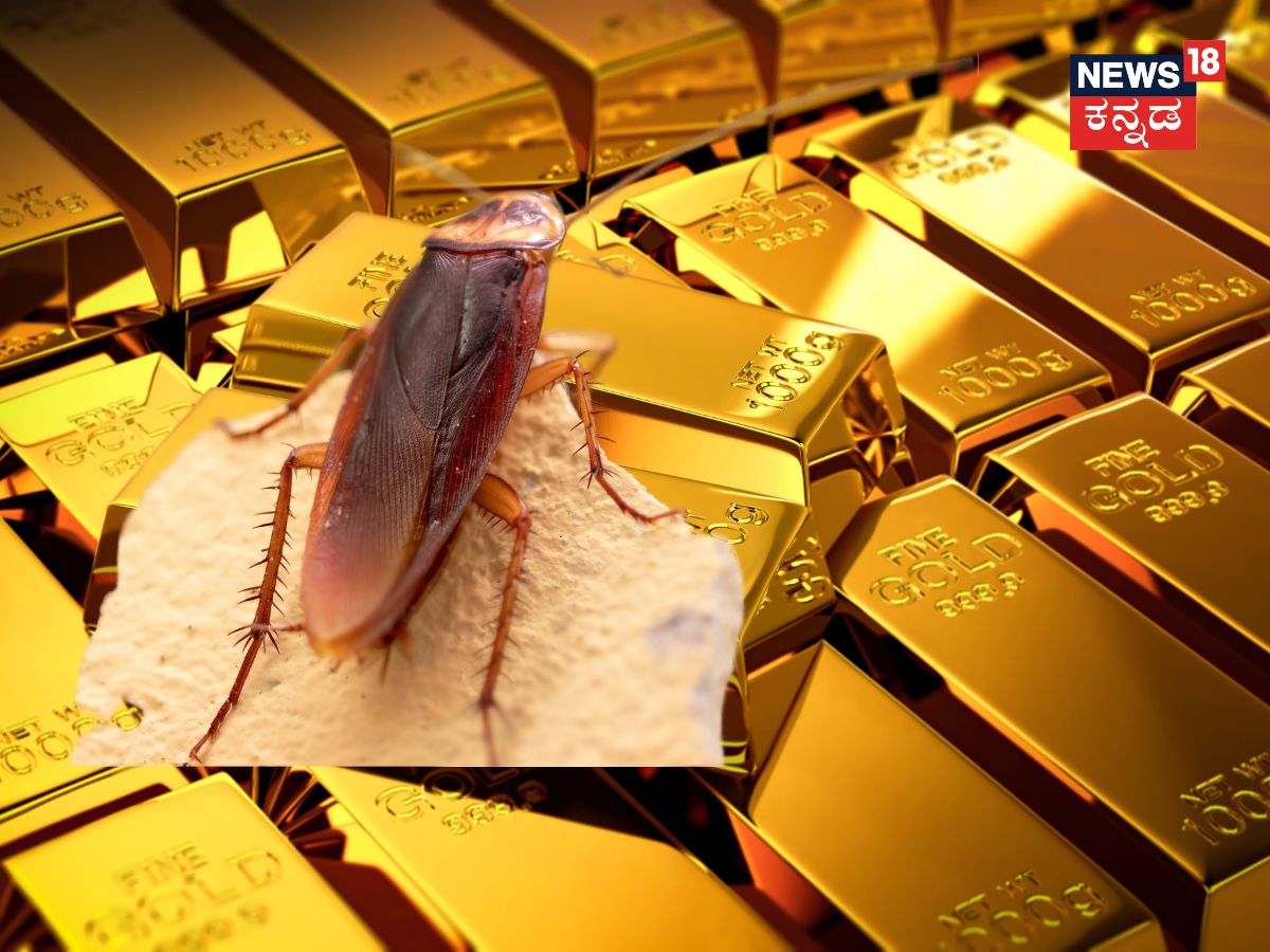 Cockroaches: ಜಿರಳೆಗೂ ಬಂತು ಚಿನ್ನದ ಬೆಲೆ, 1 ಕೆಜಿ ರೇಟ್‌ ಕೇಳಿದ್ರೆ ಖಂಡಿತ ನೀವು ...