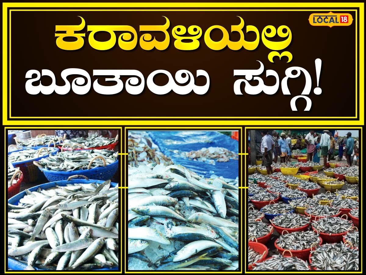 Fishing: ಮೀನುಗಾರಿಕಾ ಋತು ಆರಂಭದಲ್ಲೇ ಬೂತಾಯಿ ಸುಗ್ಗಿ; ಕರಾವಳಿಯ ಮತ್ಸ್ಯಪ್ರಿಯರು ...