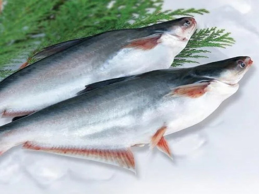 Fish: ಮೀನು ಪ್ರಿಯರಿಗೆ ಮತ್ತೊಂದು ಶಾಕ್! ನೀವು ಈ ಫಿಶ್‌ ತಿನ್ನೋ ಮೊದಲು ಯೋಚಿಸೋದು ...