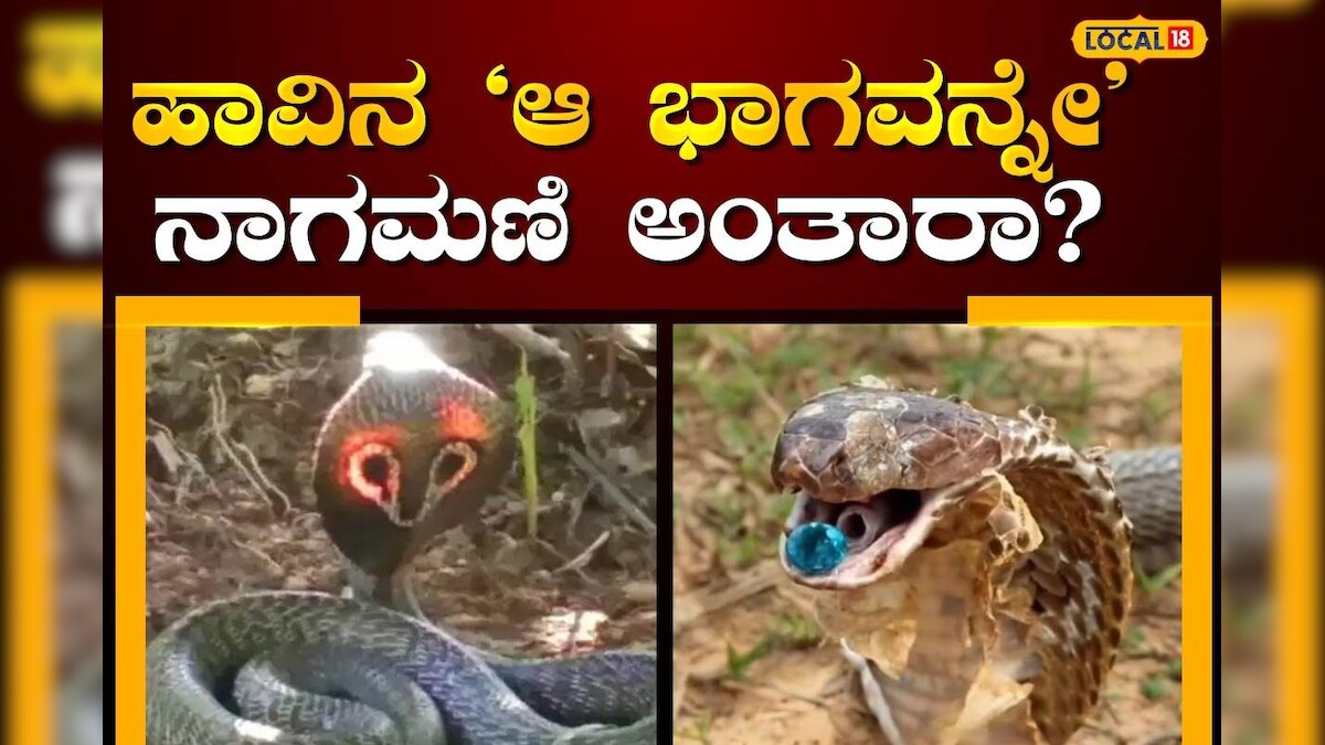 Nagamani Secret: ಇದು ಯಾರಿಗೂ ತಿಳಿಯದ ನಾಗಮಣಿ ರಹಸ್ಯ; ಹಾವಿನ ಆ ಅಂಗವನ್ನೇ
