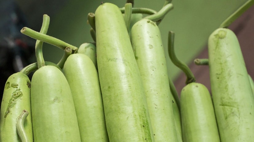Buttle Guard Bottle Gourd: సొరకాయ వీరికి విషంతో సమానం.. తింటే ప్రాణాలే పోవచ్చు ...
