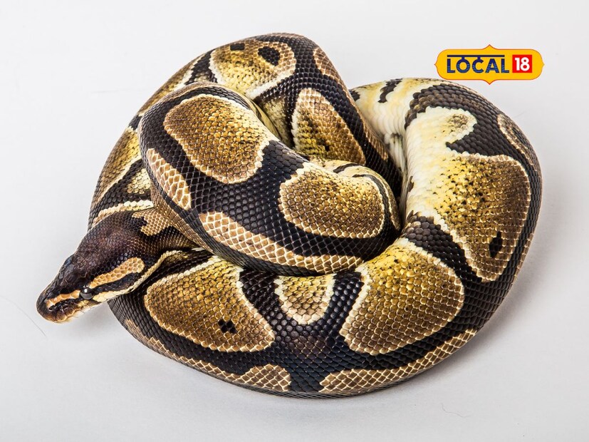 Python Facts: ಹೆಬ್ಬಾವು ಹಸುವಿನ ಕರುವನ್ನೇ ನುಂಗೋದು ಹೇಗೆ? ಹೆಬ್ಬಾವಿನ ಬಾಯಿ ...