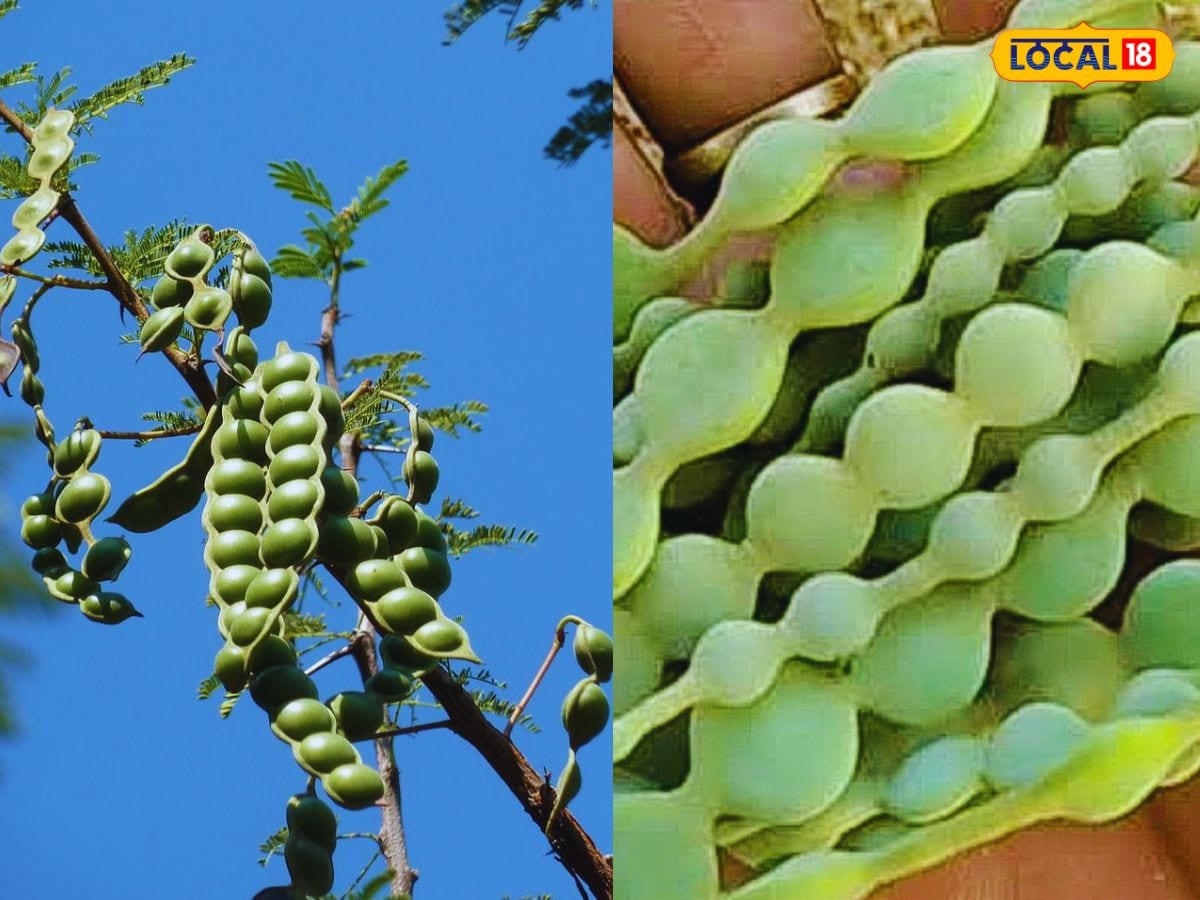 Babool Tree: ಈ ಮರದ ಕಾಯಿ ಕಂಡರೆ ತಕ್ಷಣ ಮನೆಗೆ ತಂದು ಬಿಡಿ; ಚಿನ್ನಕ್ಕಿಂತ ಹೆಚ್ಚು ...