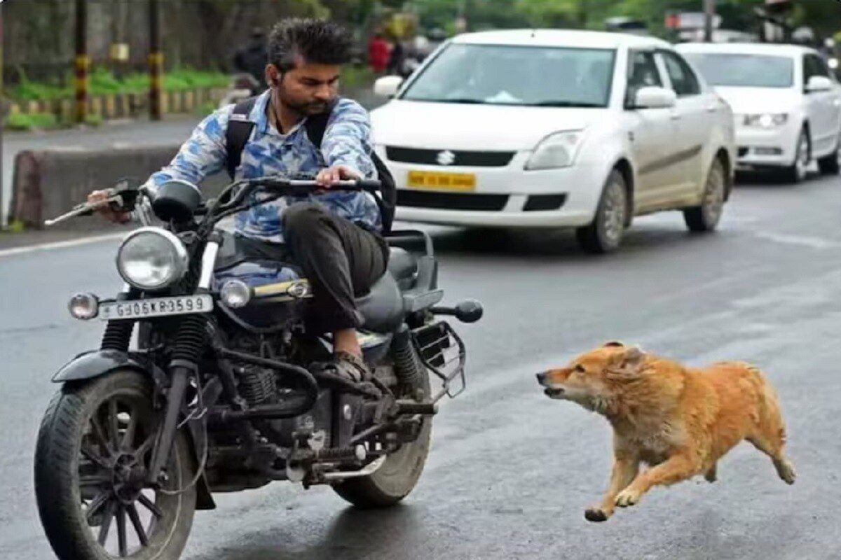 ಕಾರು-ಬೈಕ್​ಗಳ ಹಿಂದೆ ನಾಯಿಗಳು ಯಾಕೆ ಓಡುತ್ತವೆ ಗೊತ್ತಾ? 99% ಜನರಿಗೆ ಇದರ ಬಗ್ಗೆ ಗೊತ್ತೇ ಇಲ್ಲ!