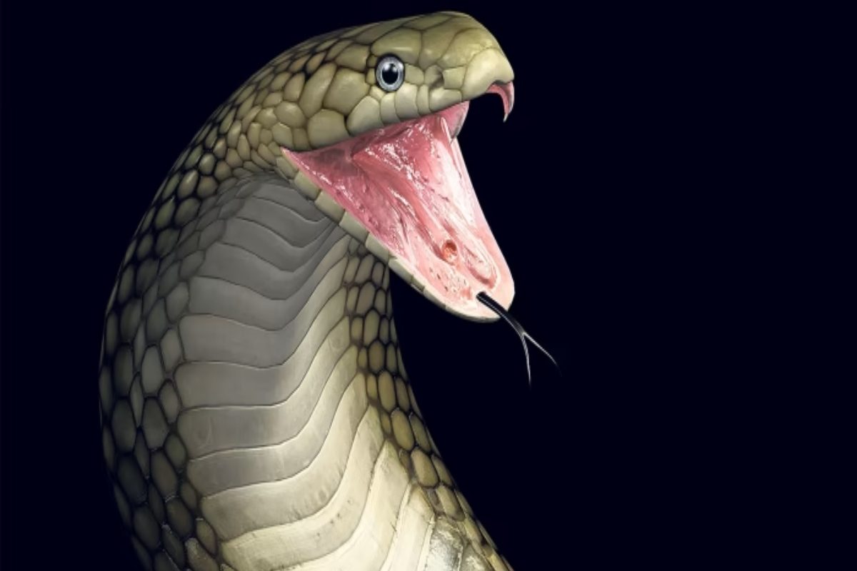 Snake Bite: ಹಾವು ಕಚ್ಚಿದ ಕೂಡಲೇ ಇದನ್ನ ತಿಂದ್ರೆ ವಿಷ ಹರಡೋದಿಲ್ವಂತೆ! ಎಲ್ರೂ ಮನೆಯಲ್ಲೂ ಇದು ಇರುತ್ತೆ!