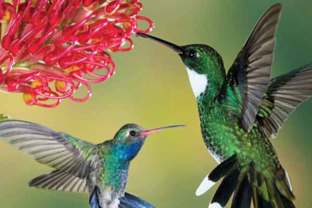 Birds: ಈ 8 ಸಸ್ಯಗಳು ಹಕ್ಕಿಗಳನ್ನು ಆಕರ್ಷಿಸುತ್ತವೆ! ಯಾವವು ಗೊತ್ತಾ?