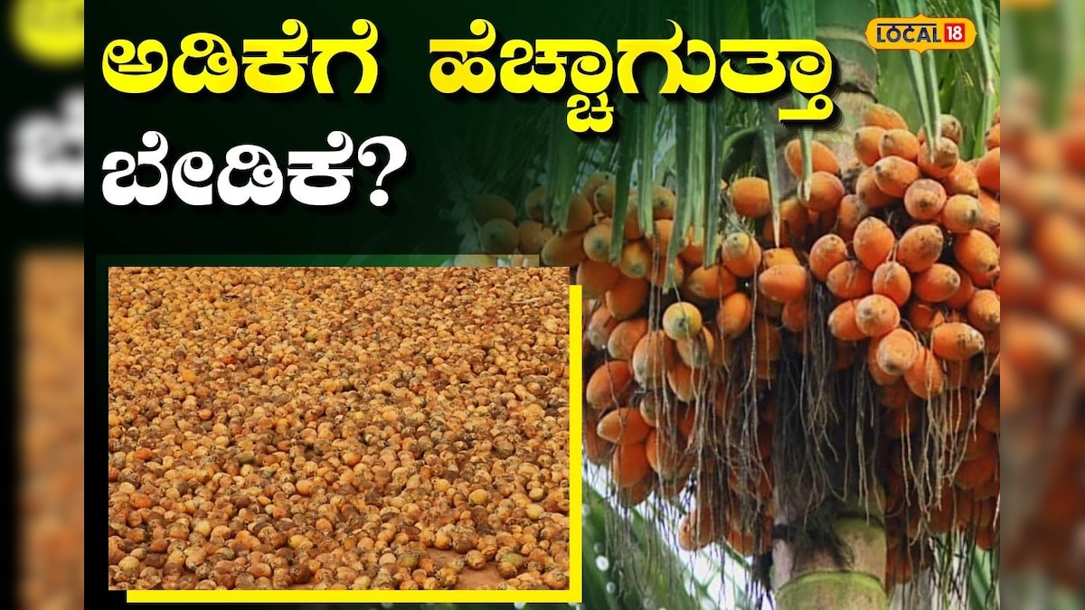 Dakshina Kannada: ಮಾರುಕಟ್ಟೆಯಲ್ಲಿ ಬೆಲೆ ಜಿಗಿತದ ನಿರೀಕ್ಷೆಯಲ್ಲಿ ಅಡಿಕೆ ಬೆಳೆ ...